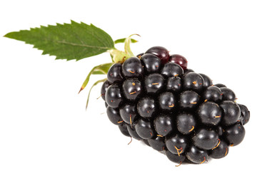 Berries of blackberry, lat. Rubus fruticosus, isolated on white background