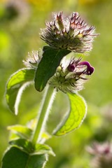 Mineral peanuts have a pleasantly refreshing effect, they cool and help with stomach or intestinal problems. It is also often used to treat colds