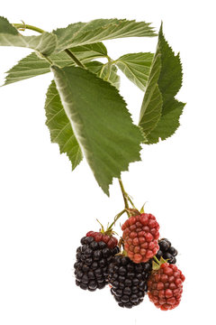 Berries of blackberry, lat. Rubus fruticosus, isolated on white background