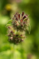 Mineral peanuts have a pleasantly refreshing effect, they cool and help with stomach or intestinal problems. It is also often used to treat colds