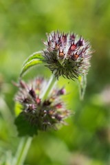 Mineral peanuts have a pleasantly refreshing effect, they cool and help with stomach or intestinal problems. It is also often used to treat colds