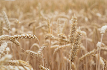 Erntereifes Weizenfeld