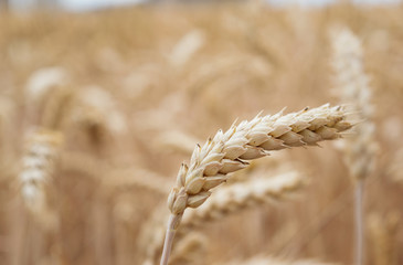 Erntereifes Weizenfeld