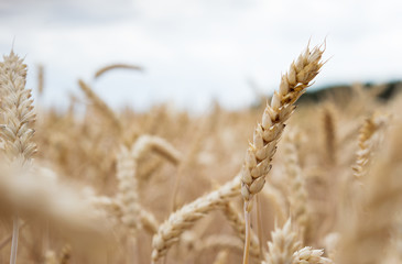 Fototapeta premium Erntereifes Weizenfeld