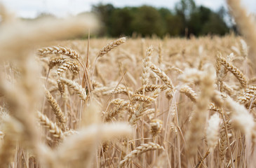 Erntereifes Weizenfeld