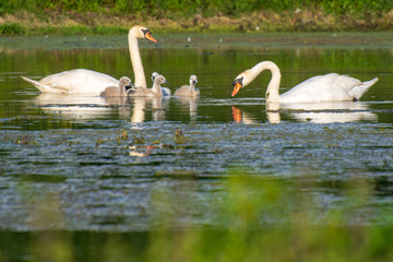 family mute swan