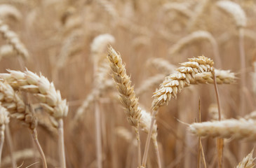 Erntereifes Weizenfeld