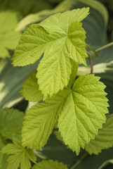 Intimate view of the yellow green leaves of a climbing plant gro