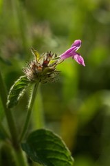 Mineral peanuts have a pleasantly refreshing effect, they cool and help with stomach or intestinal problems. It is also often used to treat colds