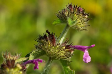 Mineral peanuts have a pleasantly refreshing effect, they cool and help with stomach or intestinal problems. It is also often used to treat colds