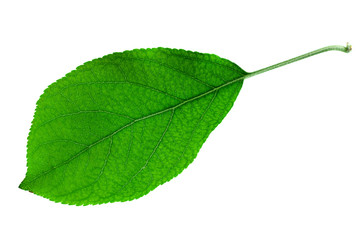 Obraz premium Apple leaf on white