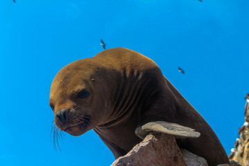 Obraz premium Seal