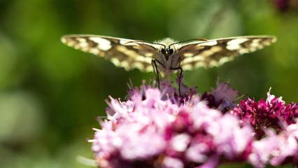 Butterfly on flower summer meadow background.