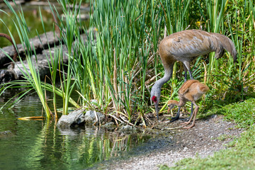 Adult Sandhill crane shows his colt how to find bugs