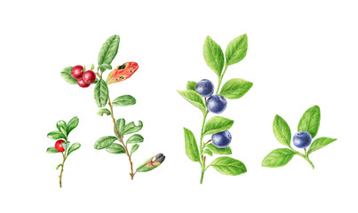 Blueberry and Cranberries botanical watercolour illustrations. Hand drawn texture.