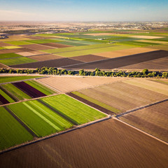 Farmland Crop Yuma Arizona