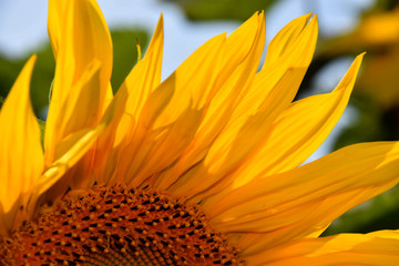 sunflower petals macro shot, bright-yellow petals of a sunflower in early summer