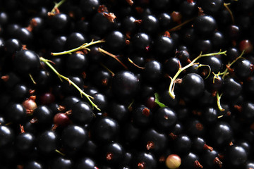 Berries of black current texture. Natural photo background. Black. Sweet and sour. Healthy food is full of vitamines