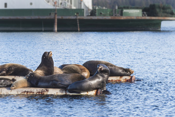 Fototapeta premium California Sea Lions at Fanny Bay in Baynes Sound, Eastern Vancouver Island, BC