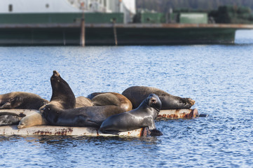 Fototapeta premium California Sea Lions at Fanny Bay in Baynes Sound, Eastern Vancouver Island, BC