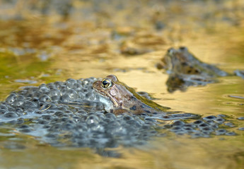 frog in the spring