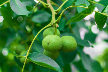 chestnut, Pinsk, Belarus