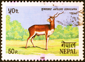 Antelope on postage stamp of Nepal