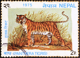 Tiger on postage stamp of Nepal