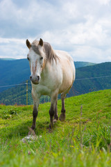 white horse in the alps 