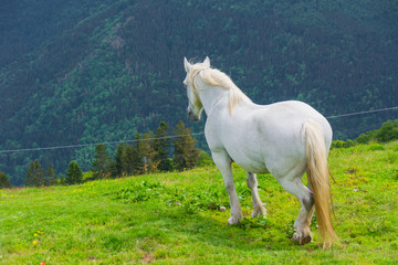 white horse in the alps 