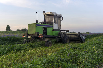 farmer at the harvesting combine mows the field of blooming lucerne on a summer evening..