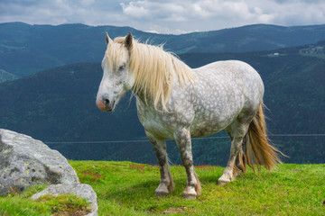 white horse in the alps 