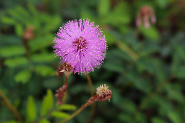 Purple Mimosa Flowers in Grass