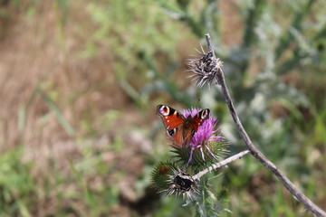 Butterfly sits on a thistle flower