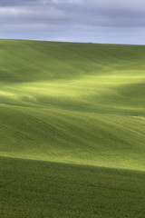 Rolling Green Field