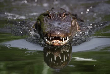 Poster Im Rahmen Alligator in Florida © Harry Collins