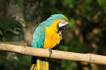 Guacamaya