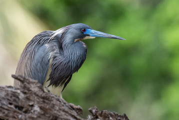 Fototapeta premium Tricolored Heron 