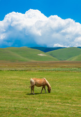 Castelluccio di Norcia, 2018 (Umbria, Italy) - The famous landscape flowering with many colors, in the highland of Sibillini Mountains, central Italy