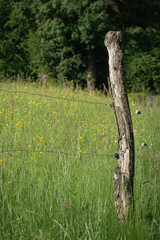 Fototapeta premium Electric fence on pasture in summer