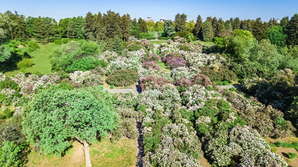 Aerial top view of Kiev city and botanical garden park from above, blossoming lilac and Kyiv cityscape, Ukraine
