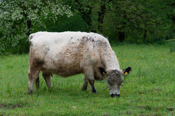 long-haired fur cow on green pasture in the summer