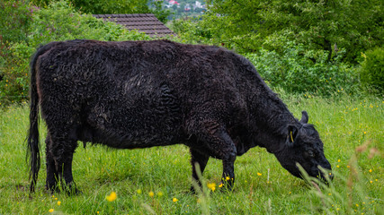 long-haired fur cow on green pasture in the summer
