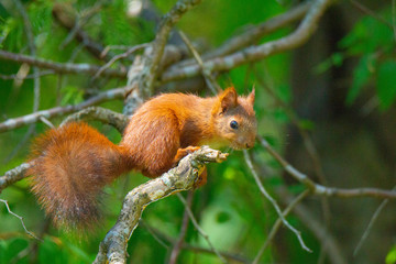 Squirrel