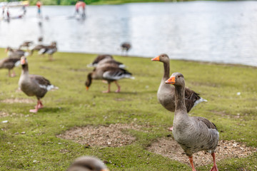 Some brown ducks walk along the shore of a river
