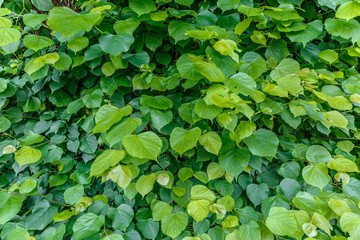 Background formed by many green leaves