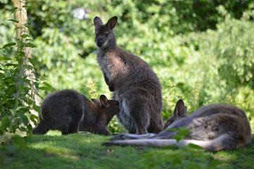 Red-necked wallabies, mother feeding its baby © Natalia Danecker