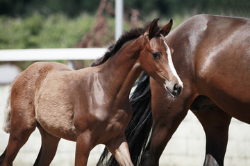 Obraz premium brown filly foal show