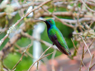 Fototapeta premium beija flor