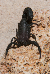 Portrait of black scorpion
